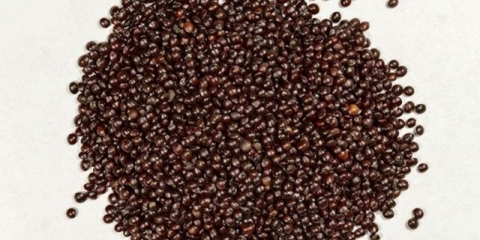 Kada i kako saditi sadnice koleusa, kako uzgajati